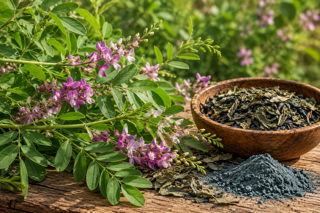 Indigotier en fleurs (Indigofera tinctoria) et poudre de nila bleu, pigment végétal des hammams du Maroc